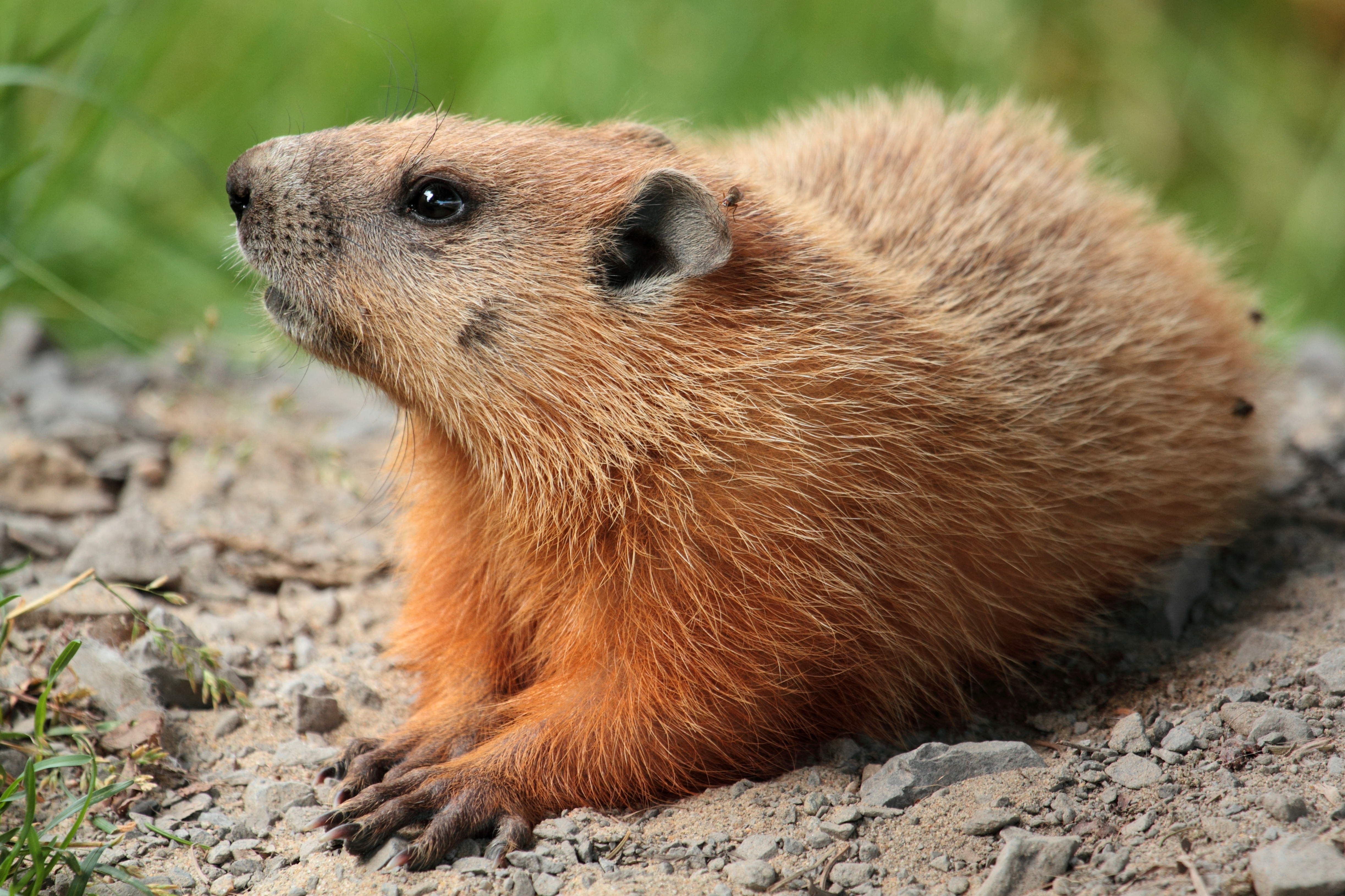 How Much Wood Could A Woodchuck Chuck If A Woodchuck Could Chuck Wood Lyrics